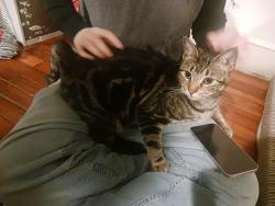 Lost Male Cat last seen Long branch, NJ Broadway, Long Branch, NJ 07740