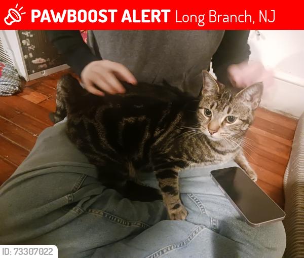 Lost Male Cat last seen Long branch, NJ Broadway, Long Branch, NJ 07740