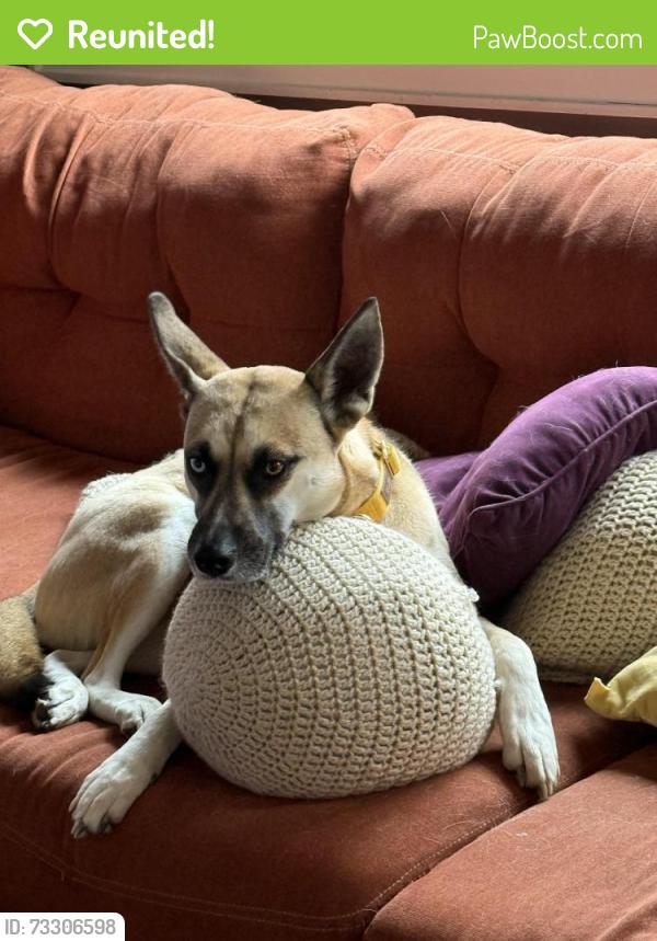 Reunited Female Dog last seen Bingham Rd, Asheville, NC 28806, USA, Asheville, NC 28806
