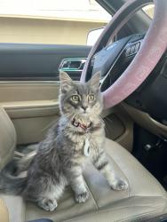 Reunited Male Cat last seen Roosevelt st, CHISPA s, Salinas, CA 93905