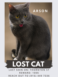 Lost Male Cat last seen Doniphan, El Paso, TX 79932