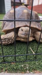 Lost Male Reptile last seen Alley between Cherokee & 37th & Landis & Dwight, San Diego, CA 92104