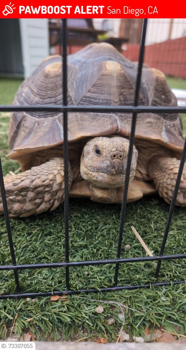 Lost Male Reptile last seen Alley between Cherokee & 37th & Landis & Dwight, San Diego, CA 92104