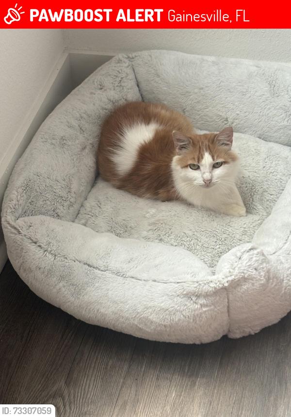 Lost Female Cat last seen NE 1st Drive, Gainesville, FL 32609