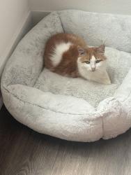 Lost Female Cat last seen NE 1st Drive, Gainesville, FL 32609