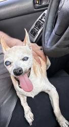 Found/Stray Female Dog last seen Ranchito street and La madera, El Monte, CA 91006
