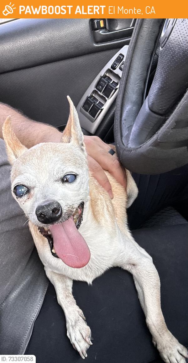 Found/Stray Female Dog last seen Ranchito street and La madera, El Monte, CA 91006