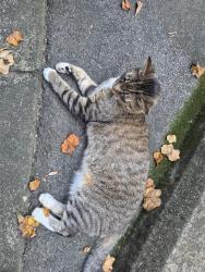 Found/Stray Male Cat last seen Greensprings, Birmingham, AL 35209