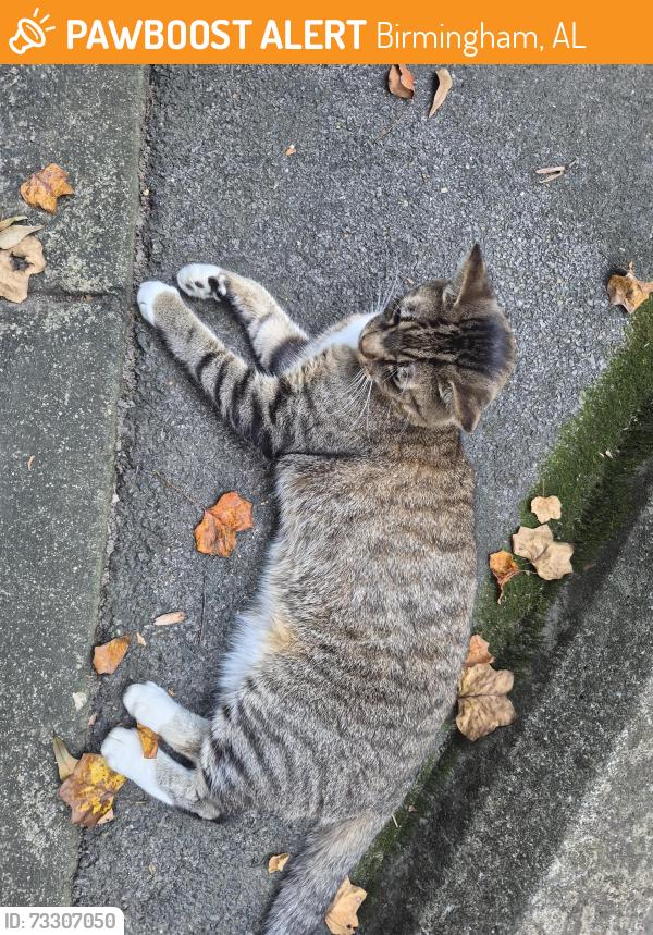 Found/Stray Male Cat last seen Greensprings, Birmingham, AL 35209