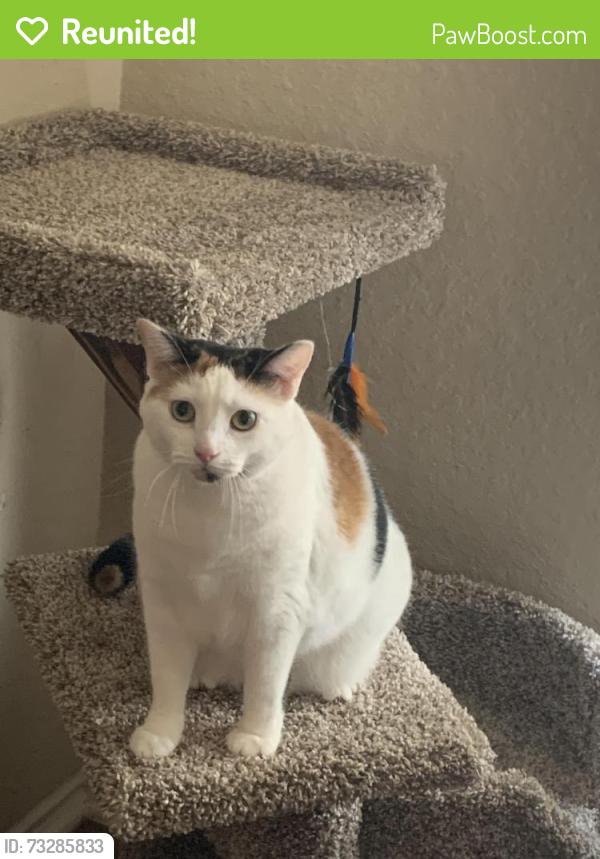 Reunited Female Cat last seen Near Rhyder Ridge, San Antonio, TX 78254, USA, San Antonio, TX 78254