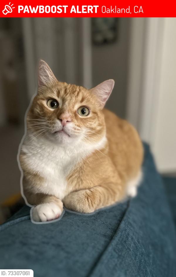 Lost Male Cat last seen Whittle and Funston, Oakland, CA 94602