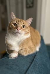 Lost Male Cat last seen Whittle and Funston, Oakland, CA 94602