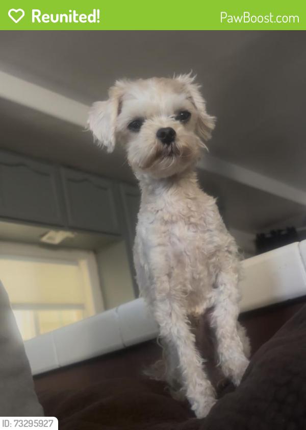 Reunited Male Dog last seen Michigan and McDonald, East Los Angeles, CA 90022
