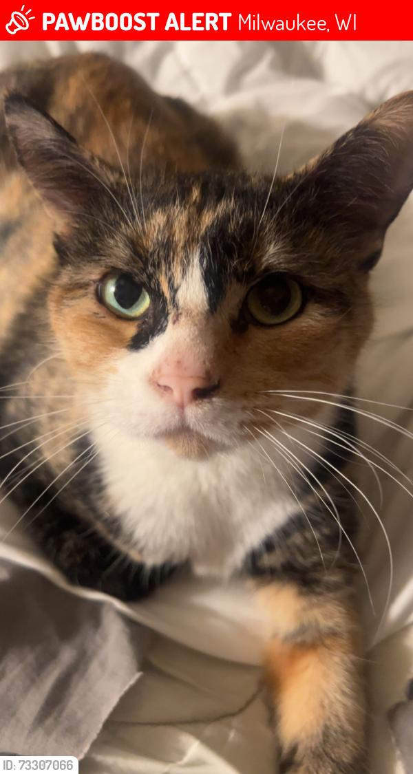 Lost Female Cat last seen 15th Pl and Oklahoma, Milwaukee, WI 53215
