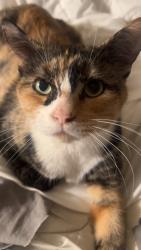 Lost Female Cat last seen 15th Pl and Oklahoma, Milwaukee, WI 53215
