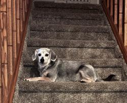 Reunited Female Dog last seen Lake and Taft hill rd, Fort Collins, CO 80521