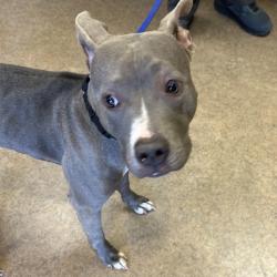 Shelter Stray Female Dog last seen , 4575 E Mesquite Ave, Palm Springs, CA 92264, USA