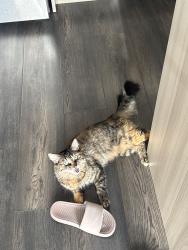Lost Female Cat last seen Beltline area downtown, Calgary, AB T2R 1N2