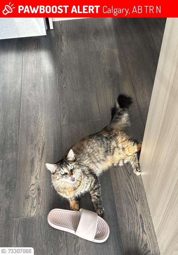 Lost Female Cat last seen Beltline area downtown, Calgary, AB T2R 1N2