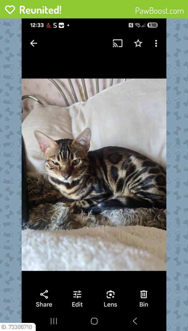 Reunited Male Cat last seen Home, West Midlands, England B30 2TL