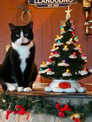 Reunited Male Cat last seen Mottram Road Hyde, , England SK14