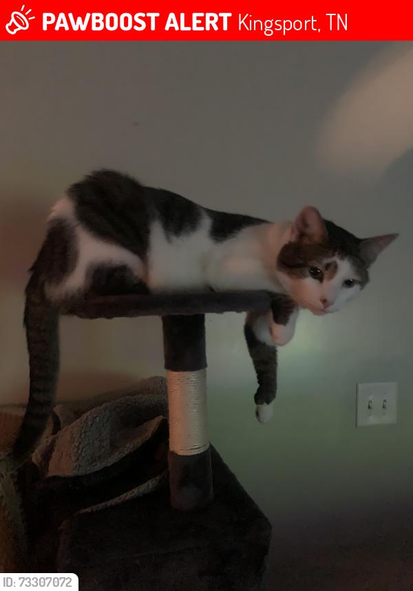 Lost Male Cat last seen Summerville road, Kingsport, TN 37663