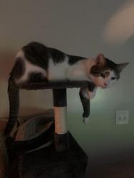 Lost Male Cat last seen Summerville road, Kingsport, TN 37663