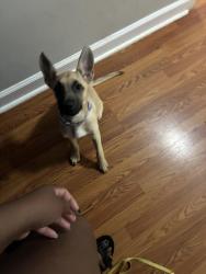 Reunited Female Dog last seen U.S. 52, Winston-Salem, NC 27105