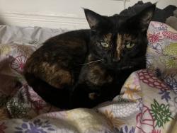 Reunited Female Cat last seen Longfield rd / Somerville Rd, Bishopston, England BS7 9AG
