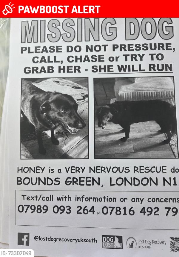 Lost Female Dog last seen Tesco in Bounds Green Road., Greater London, England 