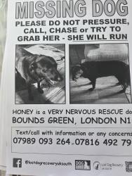 Lost Female Dog last seen Tesco in Bounds Green Road., Greater London, England 