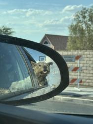 Reunited Female Dog last seen Near fwy, Barstow fwy, Apple Valley, CA 92307