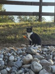 Reunited Female Cat last seen Morning Star Road/ Hillcrest Road, Flemington, NJ 08822