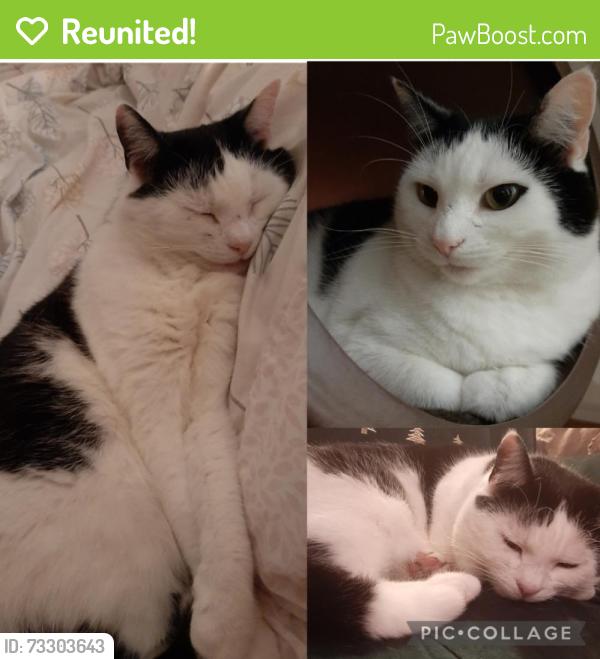 Reunited Female Cat last seen Belmont Mews/Sydenham Ave BT4, Belfast, Northern Ireland BT4 2EQ