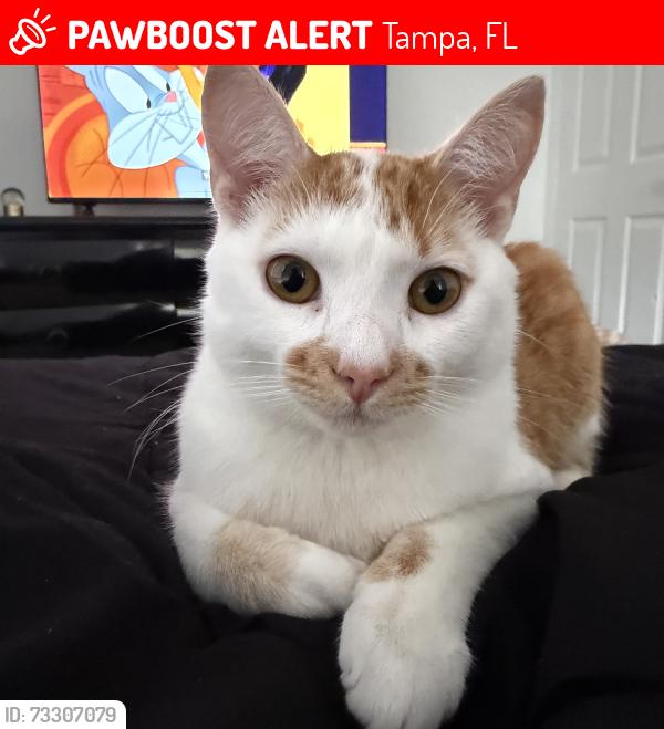 Lost Male Cat last seen Near okaloosa Ave Tampa Fl 33604, Tampa, FL 33604