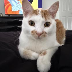 Lost Male Cat last seen Near okaloosa Ave Tampa Fl 33604, Tampa, FL 33604