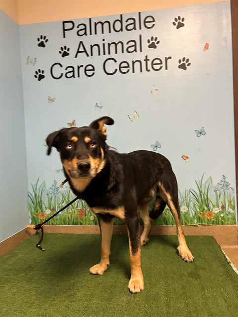 Shelter Stray Male Dog last seen , 38550 Sierra Hwy, Palmdale, CA 93550, USA