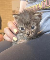 Shelter Stray Male Cat last seen , 14409 Vanowen St, Van Nuys, CA 91405, USA