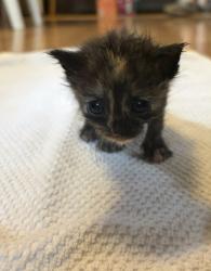 Shelter Stray Female Cat last seen , 14409 Vanowen St, Van Nuys, CA 91405, USA