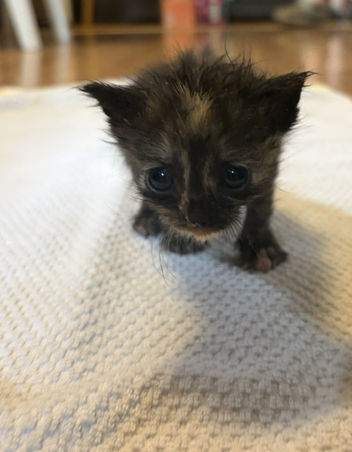 Shelter Stray Female Cat last seen , 14409 Vanowen St, Van Nuys, CA 91405, USA