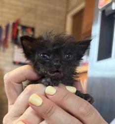 Shelter Stray Male Cat last seen , 14409 Vanowen St, Van Nuys, CA 91405, USA