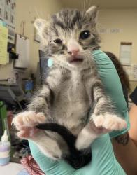 Shelter Stray Female Cat last seen Near BLOCK 35TH ST, JURUPA VALLEY CA 92509, 6851 Van Buren Boulevard, Jurupa Valley, CA 92509, USA