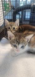 Shelter Stray Female Cat last seen , West Valley Animal Shelter, 20655 Plummer St, Chatsworth, CA 91311, USA