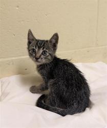 Shelter Stray Female Cat last seen FULTON AVE & RAPTON LN, 2127 Front St, Sacramento, CA 95818, USA