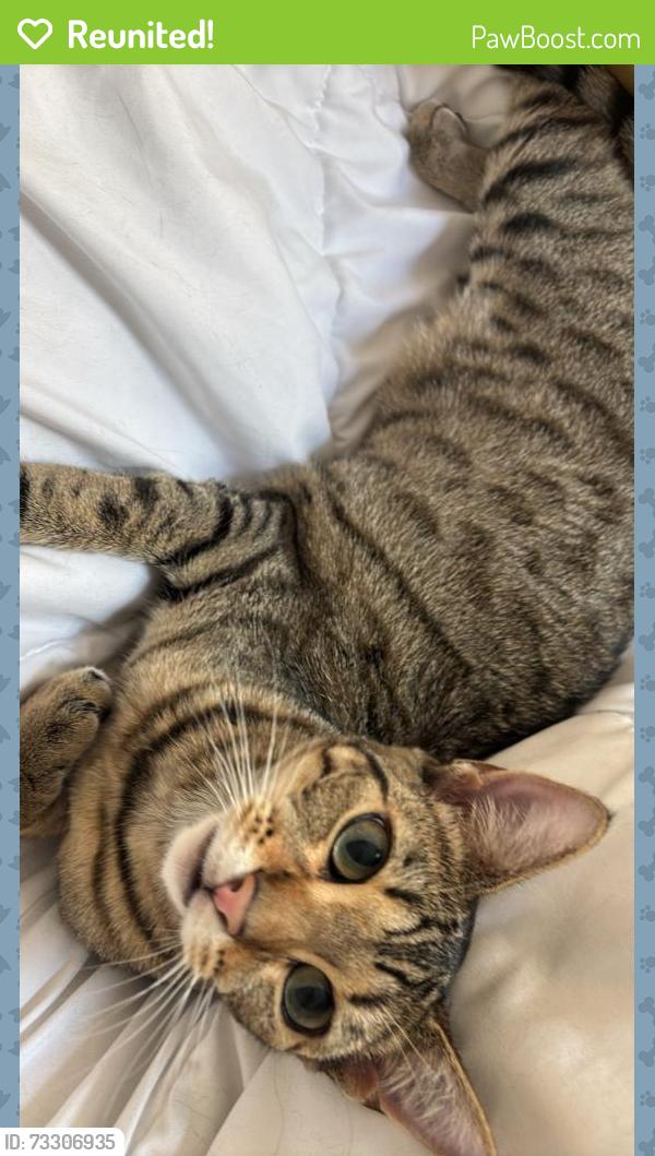 Reunited Female Cat last seen Near Camino Cantera, Chula Vista, CA 91913, USA, Chula Vista, CA 91913