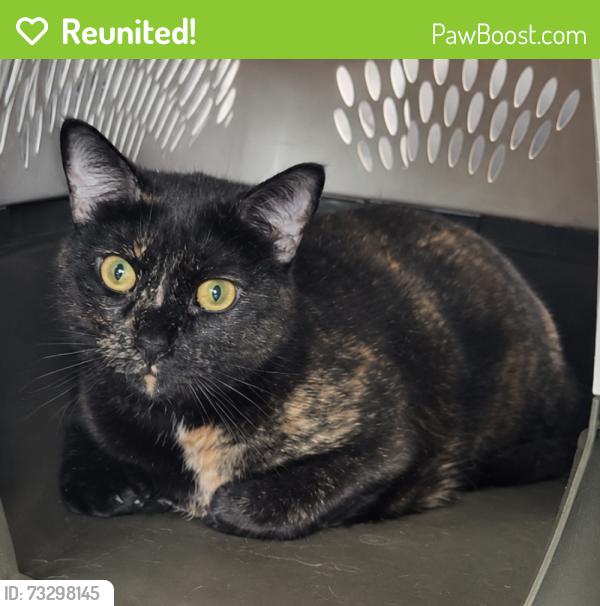 Reunited Female Cat last seen Near Hayslette Ave, Hurricane, WV 25526