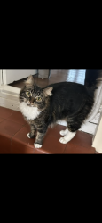 Lost Male Cat last seen Roe lane, Aylesham, England CT3 3ND
