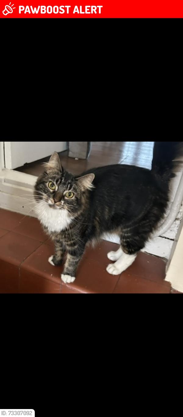 Lost Male Cat last seen Roe lane, Aylesham, England CT3 3ND