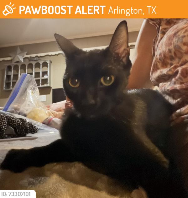 Found/Stray Female Cat last seen I 20, Arlington, TX 76017