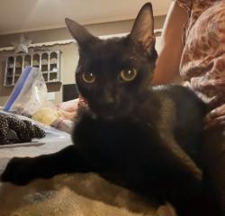 Found/Stray Female Cat last seen I 20, Arlington, TX 76017
